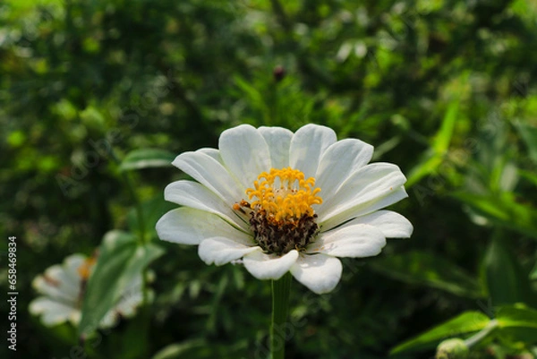 Fototapeta white daisy flower