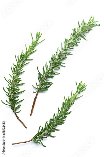 Obraz 上から撮影した白背景のローズマリー