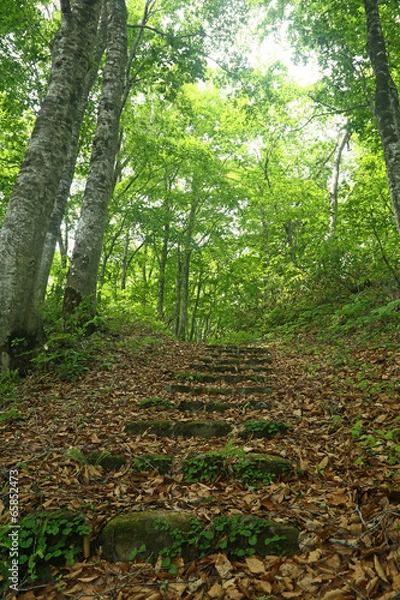 Fototapeta 山刀伐峠