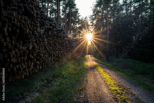 Obraz sonnen im wald 