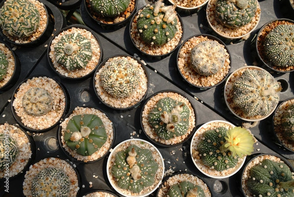 Obraz Top view Many genus of Mini Cactus plant on red pot at cactus farm or call Astrophytum asterias , minimalist patterns - Abstract Background Green nature