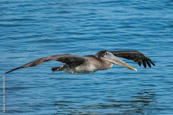 Obraz Pelican in flight