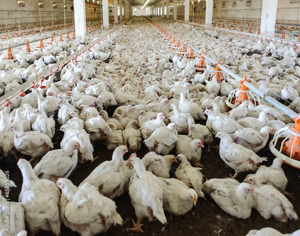 Fototapeta Chicken Farm