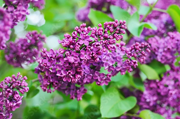 Obraz Branch of lilac flowers