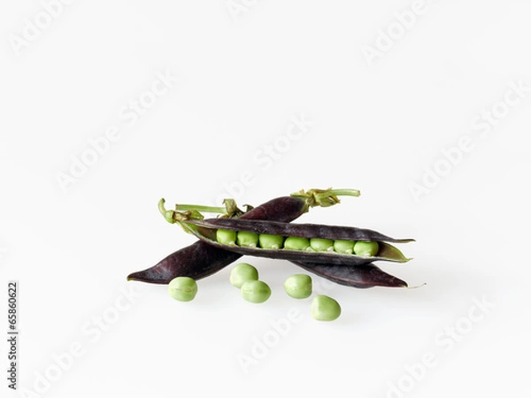 Obraz Fresh peas in purple pod (kapucijners)