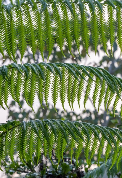 Obraz fern leaves