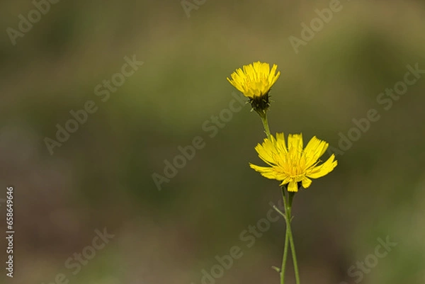 Obraz Żółty kwiatek