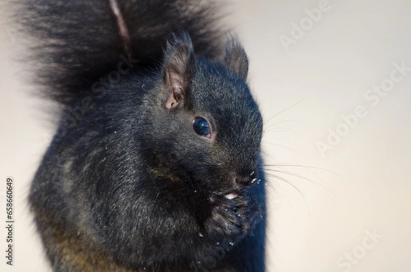 Fototapeta Eastern Grey Squirrel