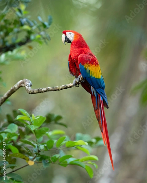 Fototapeta The scarlet macaw (Ara macao) is a large yellow, red and blue Neotropical parrot native to humid evergreen forests of the Americas. 