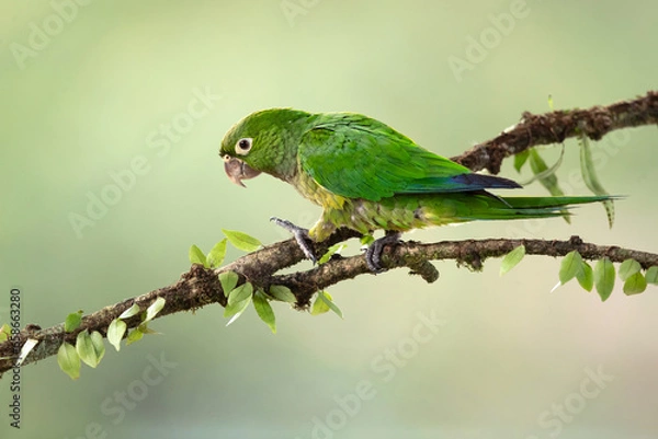 Fototapeta The olive-throated parakeet (Eupsittula nana), also known as the olive-throated conure in aviculture, is a species of bird in subfamily Arinae of the family Psittacidae