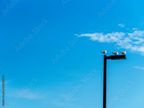 Obraz Three sea gulls standing on a modern lamp post