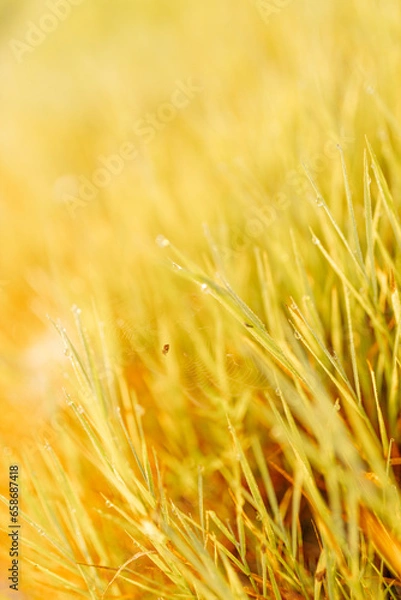 Fototapeta Cobweb with dew drops and spider close-up. Summer photo with bright yellow and green grass covered with raindrops. Summer background. Autumn background. Fall season