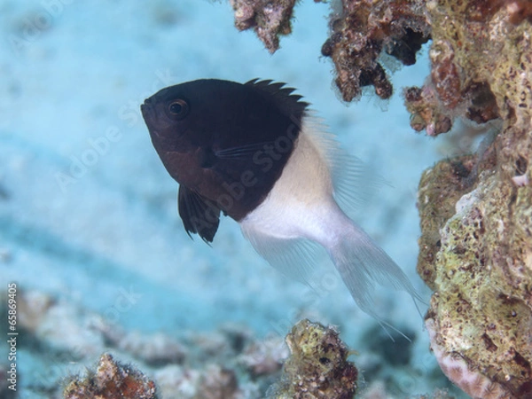 Obraz Chocolatedip chromis