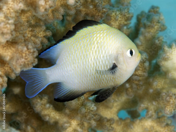 Obraz Marginate dascyllus