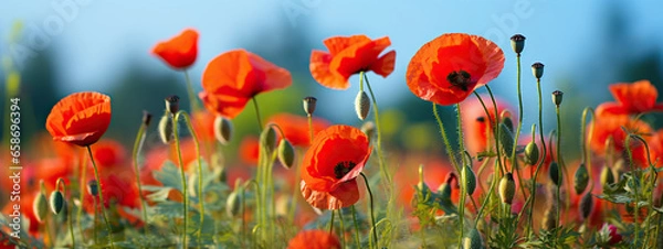 Obraz A Field of Vibrant Red Poppies Under a Summer Sky,red poppy field,red poppies in the field