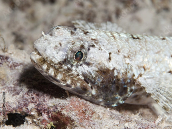 Obraz Gracile lizardfish