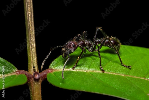 Obraz Paraponera clavata, commonly known as the bullet ant, is a species of ant named for its extremely painful sting. It inhabits humid lowland rainforests in Central and South America. 
