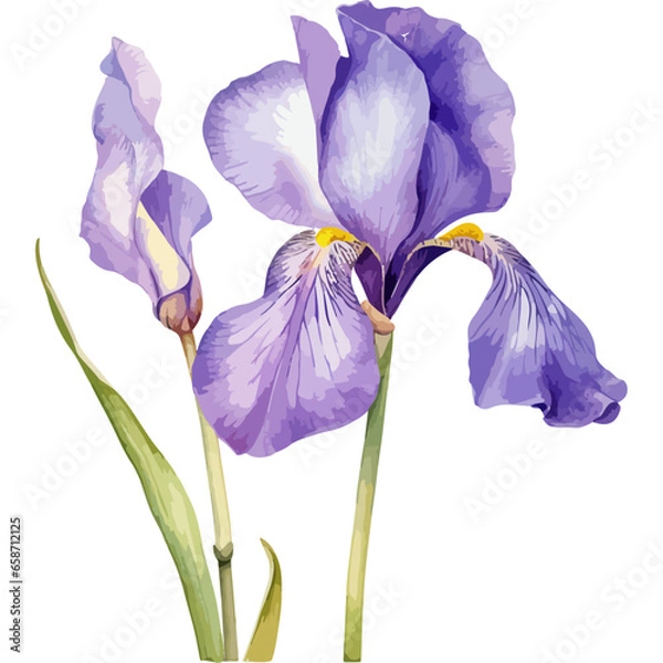 Obraz Flower Watercolor element on white background