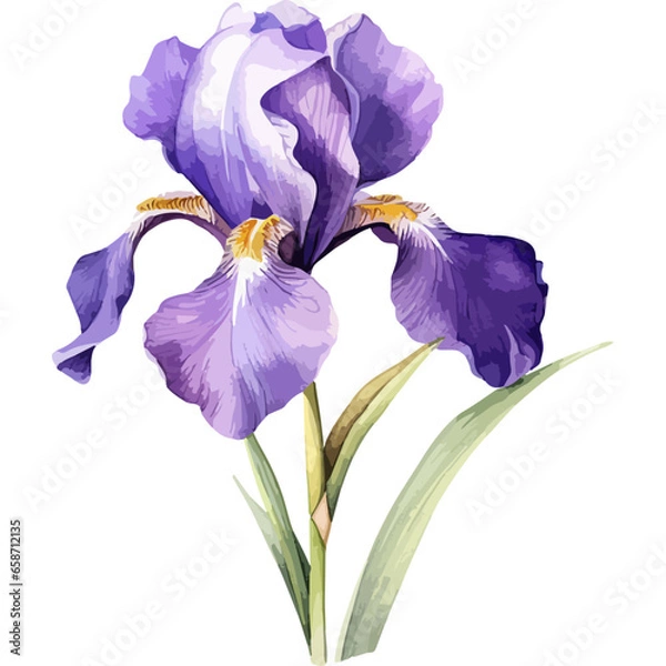 Obraz Flower Watercolor element on white background