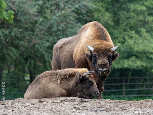 Fototapeta Two european bisons with trees in the background
