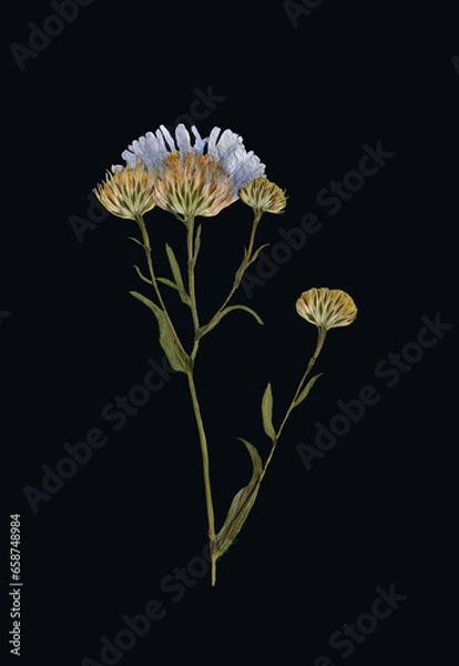 Obraz Aster Novi Isolated on Black Background