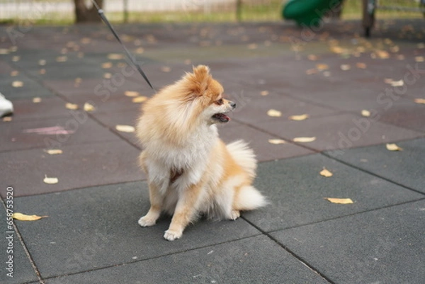 Fototapeta portrait of a red-haired pomeranian dog on a leash sitting on a walk on the playground in autumn