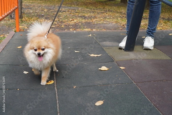 Fototapeta a fluffy red-haired Pomeranian dog walks on a leash near the feet of the hostess on the playground in autumn. The concept of raising pets