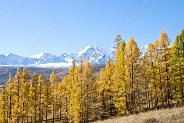 Obraz Russia, Altai, Golden autumn, view of the North Chui ridge