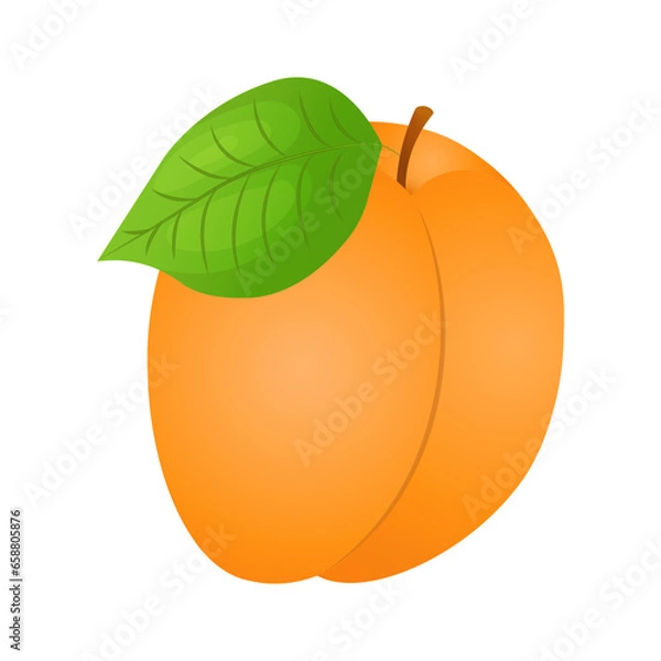 Obraz Vector fresh apricot fruit with leaf isolated on white background