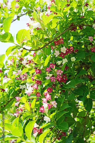 Fototapeta ハコネウツギ