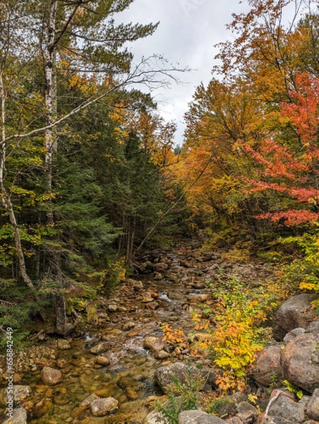 Fototapeta autumn in the forest