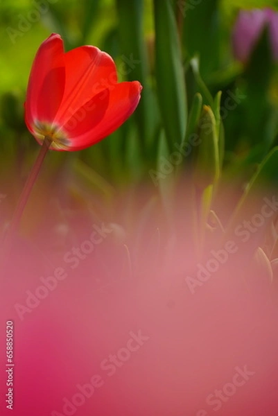 Obraz チューリップ