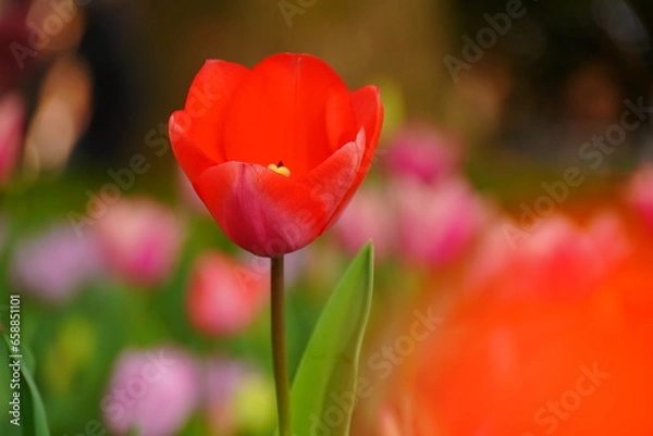 Obraz チューリップ