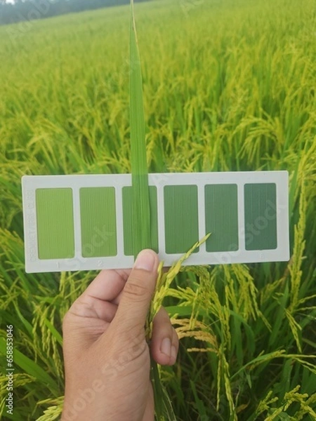 Fototapeta Compare rice leaf color with leaf color chart .The Leaf Color Chart (LCC) is used to determine the N fertilizer needs of rice crops