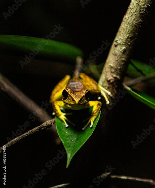 Obraz Frog on branch