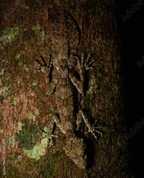 Obraz leaf tailed gecko