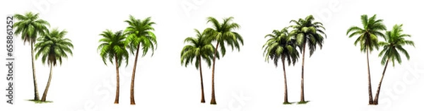 Obraz Set of Coconut palm tree isolated on white and transparent background, ai generate