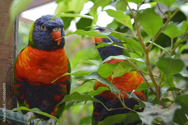 Fototapeta Rainbow Lorikeet on a branch