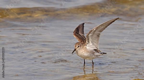 Obraz White-rumped Sandpiper