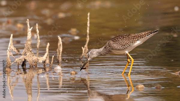 Obraz Greater Yellowlegs