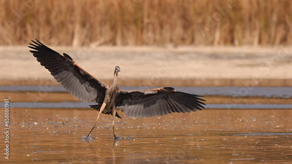 Obraz Great Blue Heron