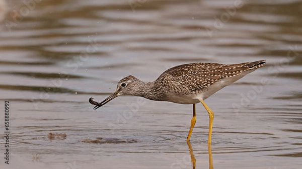 Obraz Greater Yellowlegs