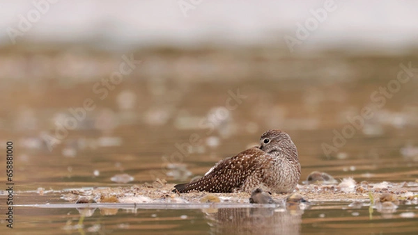 Obraz Greater Yellowlegs