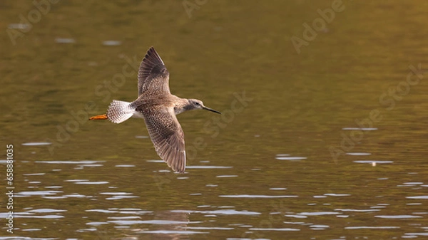 Obraz Greater Yellowlegs