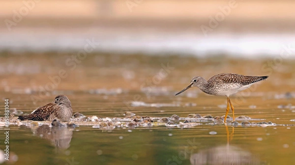 Obraz Greater Yellowlegs