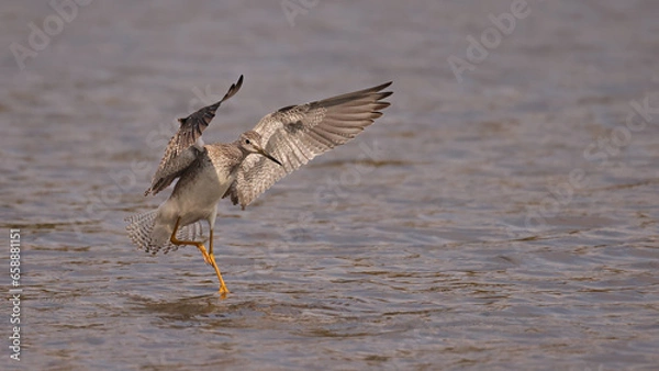 Obraz Greater Yellowlegs