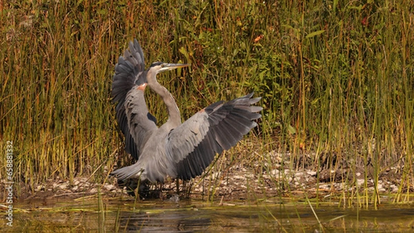 Obraz Great Blue Heron