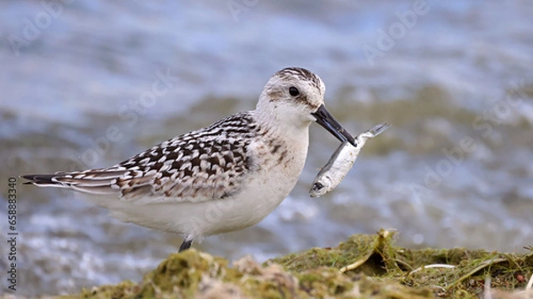 Obraz Sanderling
