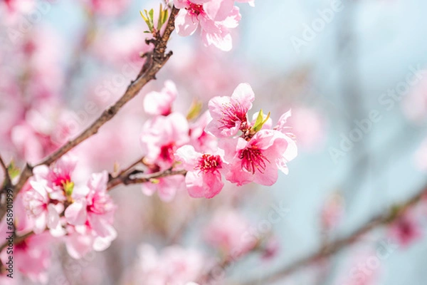 Fototapeta pink cherry blossom