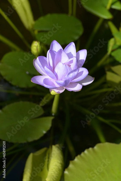 Fototapeta 紫のスイレン